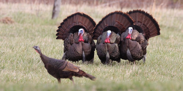 "We want our residents to be safe and mindful of the steps they can take to ward off aggressive wild turkeys," said Animal Control Officer Steve Kavanaugh.