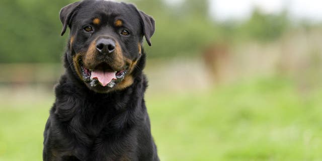 Rottweilers, which can be medium-to-large-sized dogs, were originally bred to herd livestock and pull carts. (iStock)