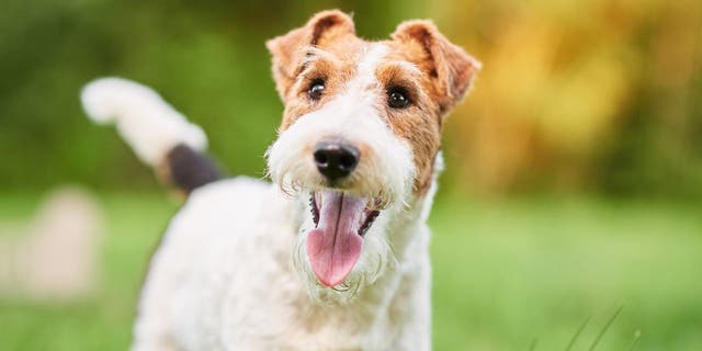 Close-up shot of a happy dog in the park. How much do we love our dogs? Let us count the ways …  (iStock)