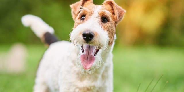 The Wire Fox Terrior is a small dog that was once bred to help chase foxes into burrows for hunting. (iStock)