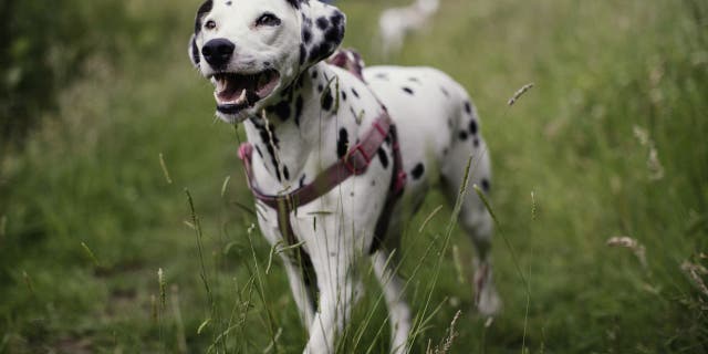 Deemed the "cutest" breed, the Dalmatian is a large-sized and spotted hunting dog. (iStock)