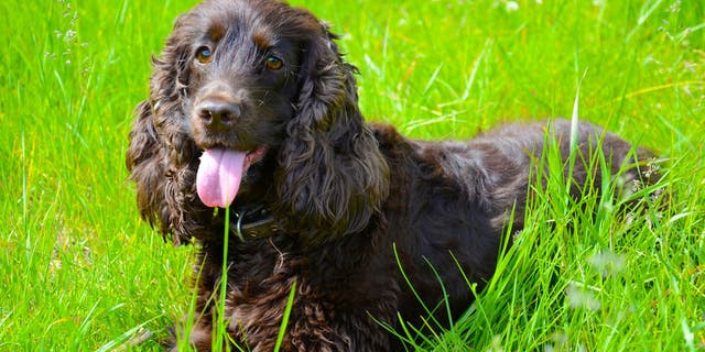 The Irish Water Spaniel, a versatile sporting dog, is known for its very curly fur. (iStock)