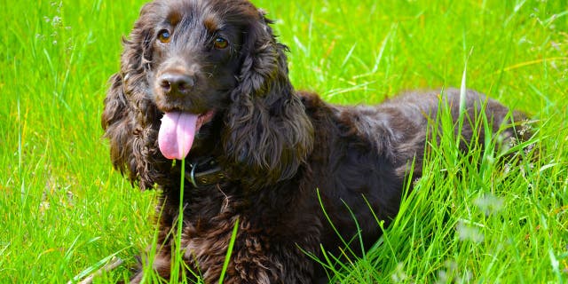 The Irish Water Spaniel, a versatile sporting dog, is known for its very curly fur. (iStock)