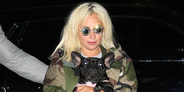 Lady Gaga with her dog Miss Asia in 2015. She was not stolen. 