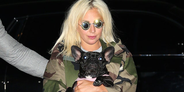 Lady Gaga with her dog Miss Asia in 2015. She was not stolen. 