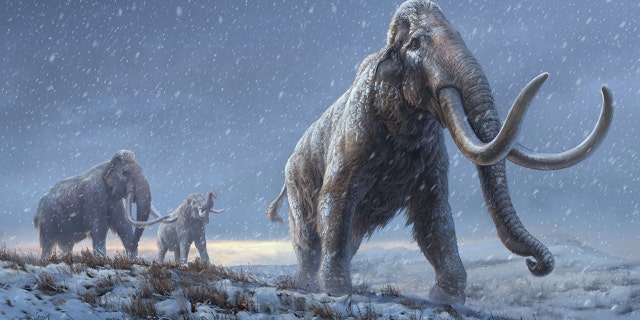 An illustration of the steppe mammoth.