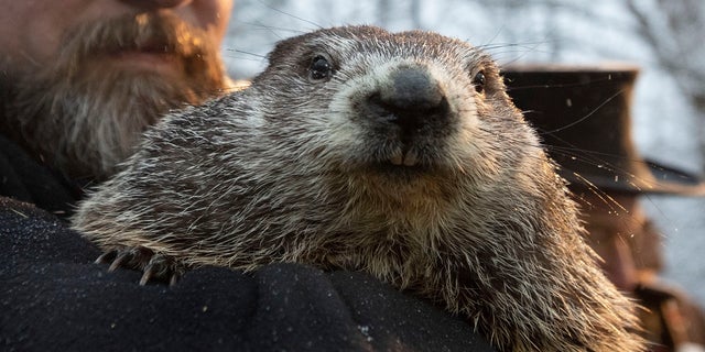 In this 2020 photo, Groundhog Club co-handler Al Dereume holds Punxsutawney Phil, the weather prognosticating groundhog, during the 134th celebration of Groundhog Day on Gobbler's Knob in Punxsutawney, Pennsylvania. (Associated Press)