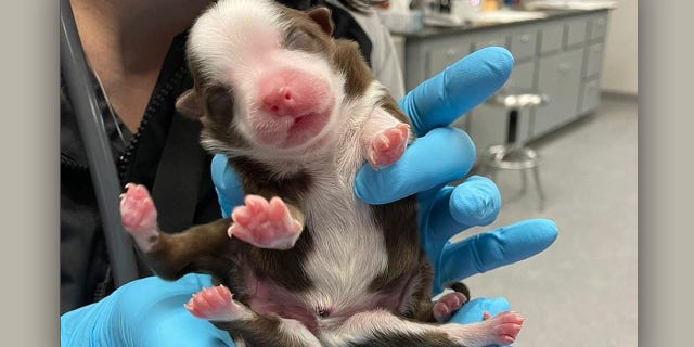 "All of her legs move and respond to stimulus just like a normal puppy," the veterinary hospital wrote of Skipper.