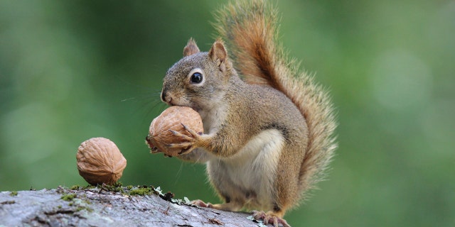 Two men from Williamsport, Penn., have been cited for hunting under the influence of a controlled substance after they got caught stalking squirrels while under the influence of marijuana.