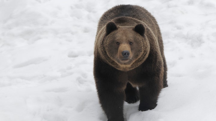 Bear surprises jogger on trail, swipes at her leg