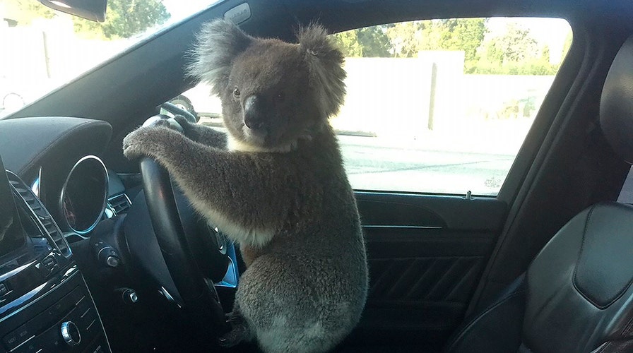 6-year-old boy raises $100K for Australia wildfire relief by making and selling little clay koalas 