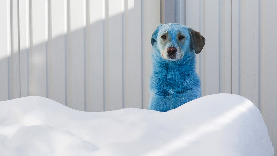 Dogs are mysteriously turning blue and pink in Russian city