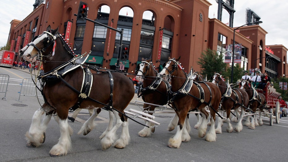 Budweiser horses