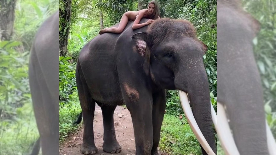 Watch: Elephant slaps girl in the face