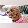 A cockapoo named Maddie enjoyed the snow in Hoboken, N.J., Monday, Feb. 1, 2021. Snowfall is picking up in the Northeast as the region braced for a whopper of a storm that could dump well over a foot of snow in many areas, create blizzard-like conditions and cause travel problems for the next few days. (AP Photo/Seth Wenig)