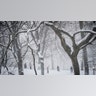 People take photos in Central Park during a snowstorm, Monday, Feb. 1, 2021, in New York. (AP Photo/Wong Maye-E)
