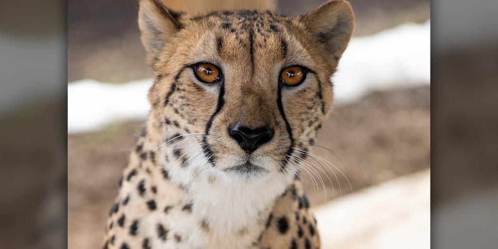 Cheetah attacks Ohio zookeeper, scent of other animals likely triggered the cat - Vimarsana News