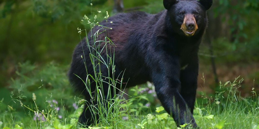 Pennsylvania bear that attacked two young children captured, euthanized: officials - Vimarsana News