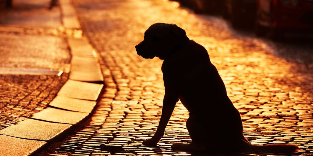Nebraska dog rescue reunites Iowa woman with pet that wandered 100 miles - Vimarsana News