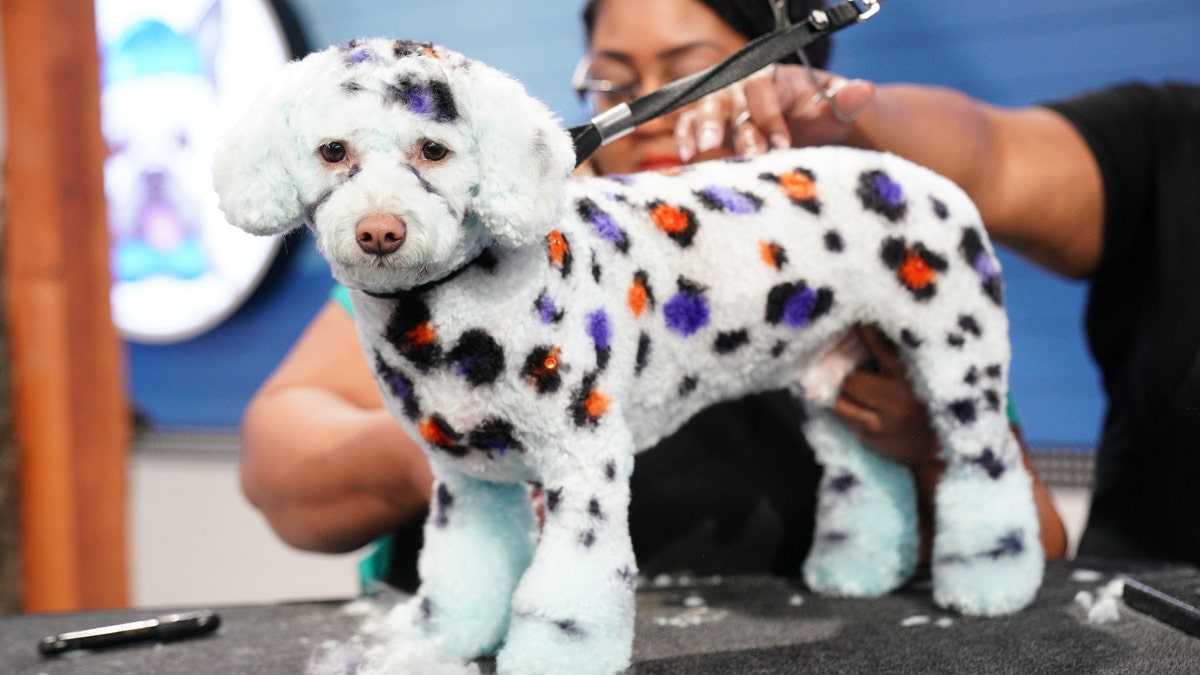 Rebel Wilson-hosted dog grooming competition series showcases the best creative groomers in the country.