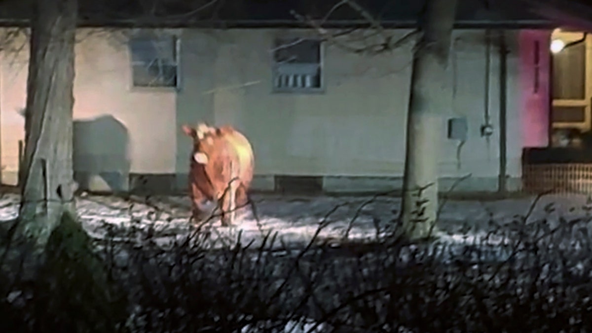 A Feb. 4 photo of the runaway cow in Johnston, R.I.