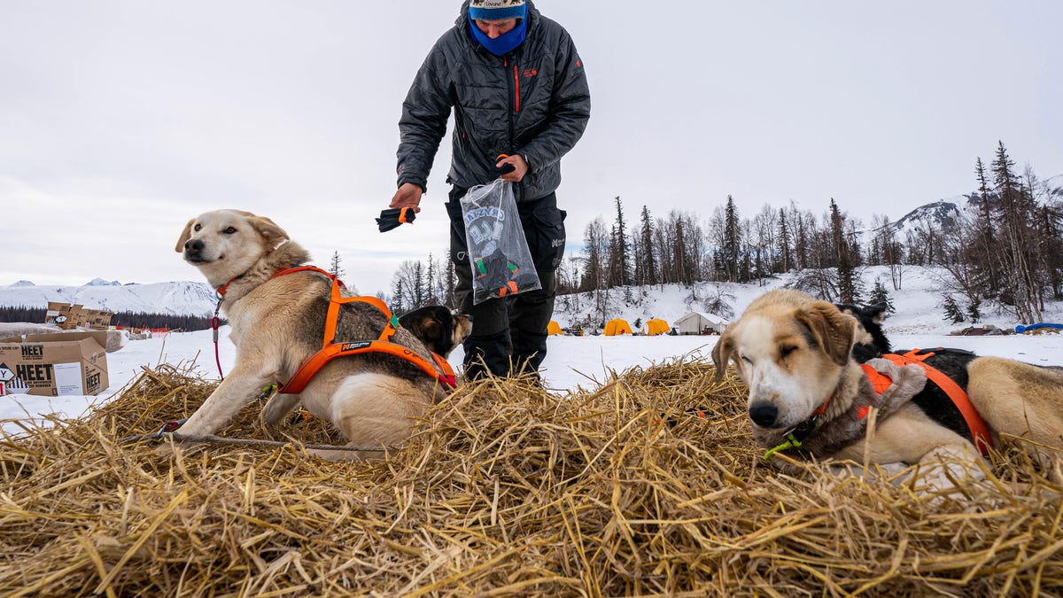 Joar Leifseth Ulsom puts booties on his dogs before leaving the Finger Lake checkpoint on Sunday, March 14, 2021, during the Iditarod, in Alaska. (Loren Holmes/Anchorage Daily News via AP, Pool)