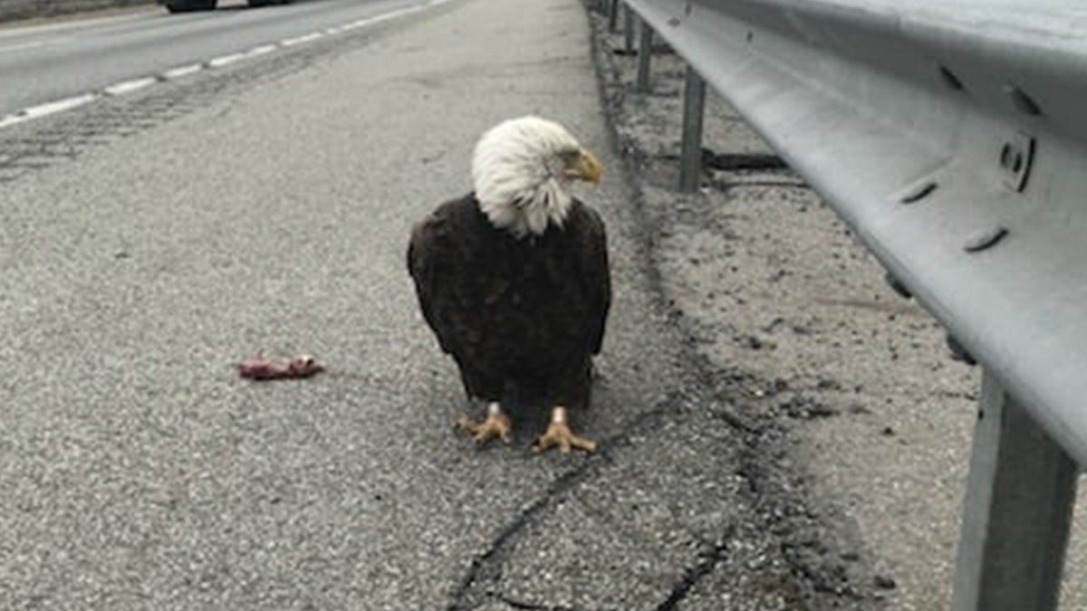 An eagle-eyed driver had initially spotted the wounded bird on ST-17 in Blooming Grove.