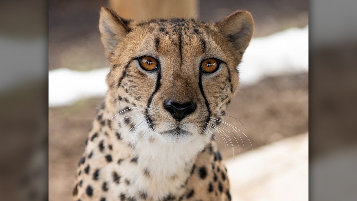 Isabelle, a 4-year-old cheetah, attacked a zookeeper at the Columbus Zoo Thursday. 