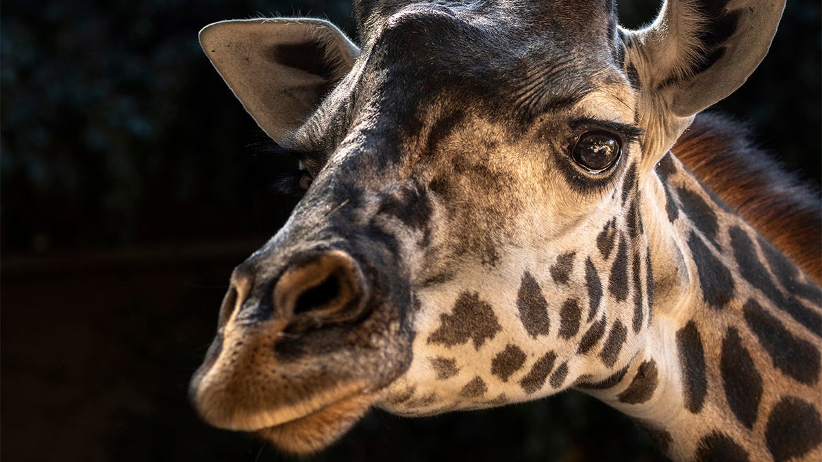 This Oct. 25, 2019 photo provided by the Los Angeles Zoo shows Hasina a Masai giraffe at The Los Angeles Zoo. (Jamie Pham/The Los Angeles Zoo via AP)