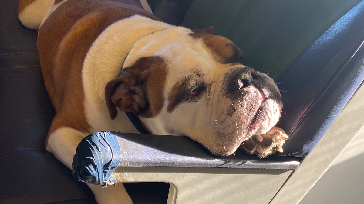 Sampson was finally reunited with his owner, Mike Francow, after LIRR crew members posted pictures of the pooch online.