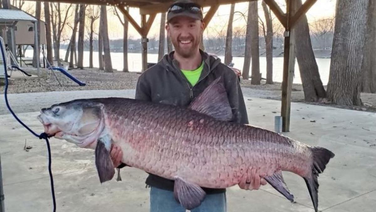 Jesse Hughes of Bonnots Mill caught an invasive black carp in Osage County March 4. Hughes was catfishing when he reeled in the 112-pound fish from the Osage River upstream of the Bonnots Mill Access.