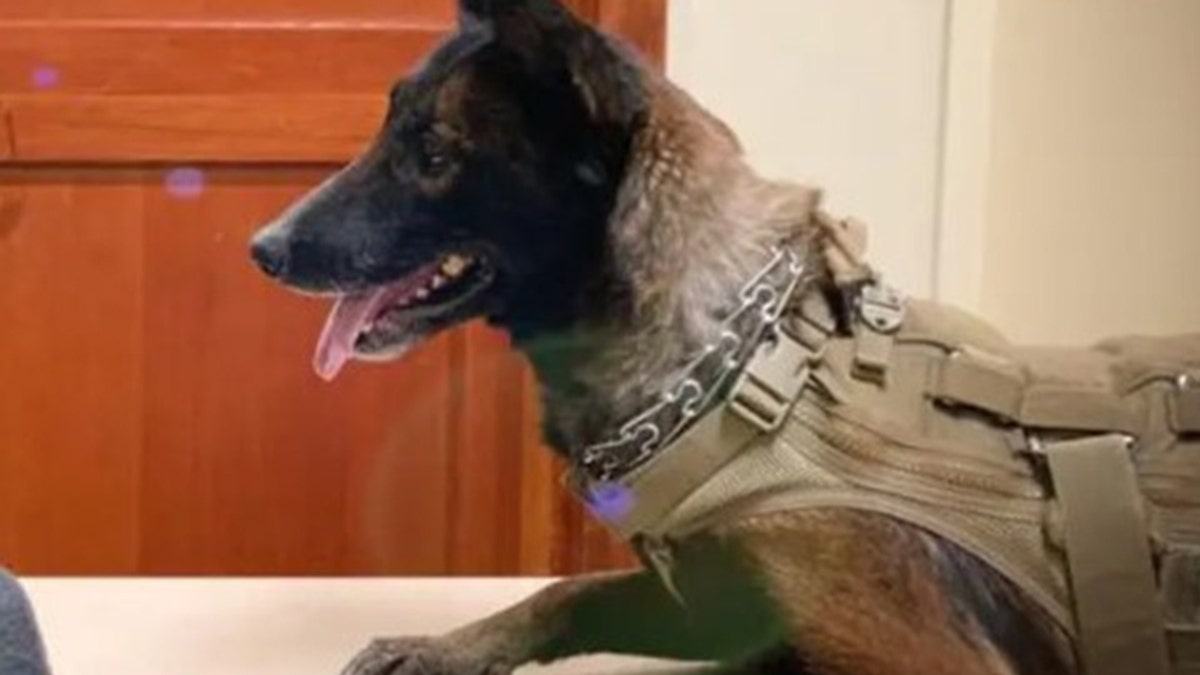 Police dog 'Hank' helps East Kimberley detectives in border