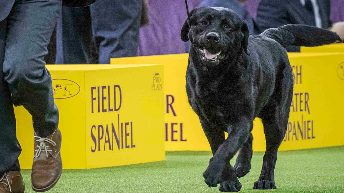 The Labrador retriever is celebrating its 30th straight year at the top of the AKC's list of most popular purebred dogs. (AP Photo/Mary Altaffer, File)