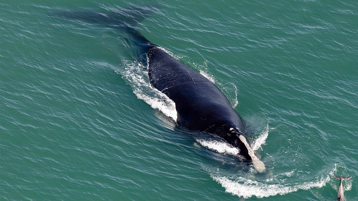 Conservationists worry that North Atlantic right whales are slipping closer to extinction. Experts estimate fewer than 400 survive.
