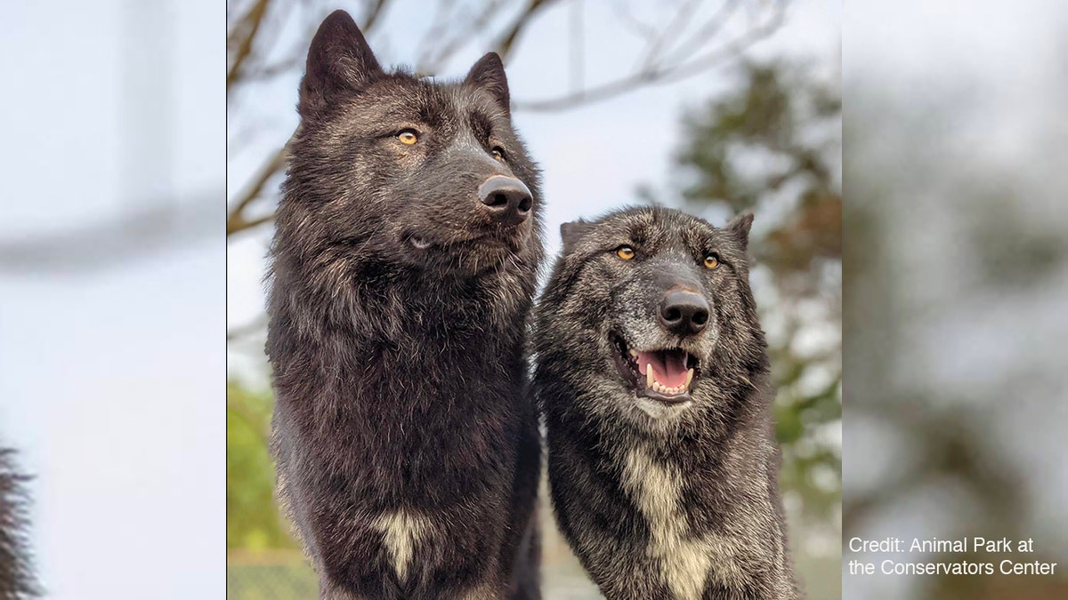 Two wolves from the Conservators Center in Burlington, North Carolina.