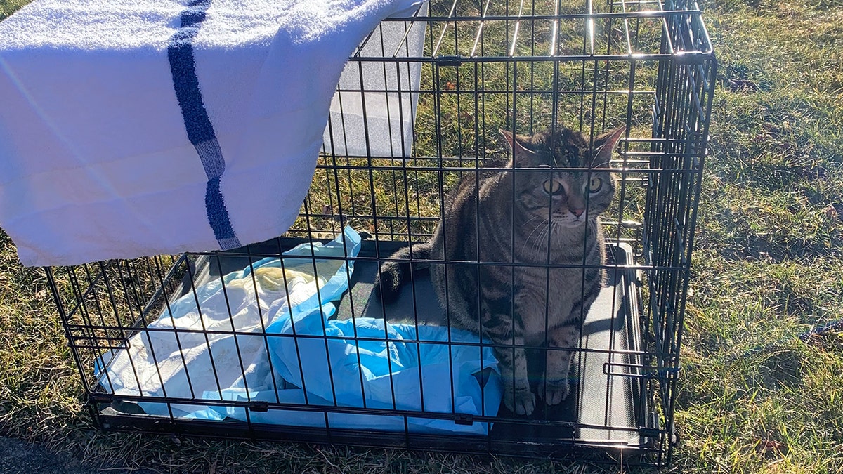 Tiger the cat was safely retrieved.