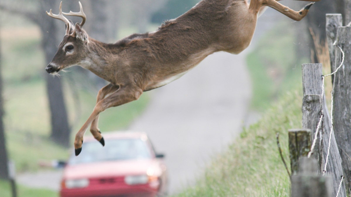 Deer leaping in front of a car