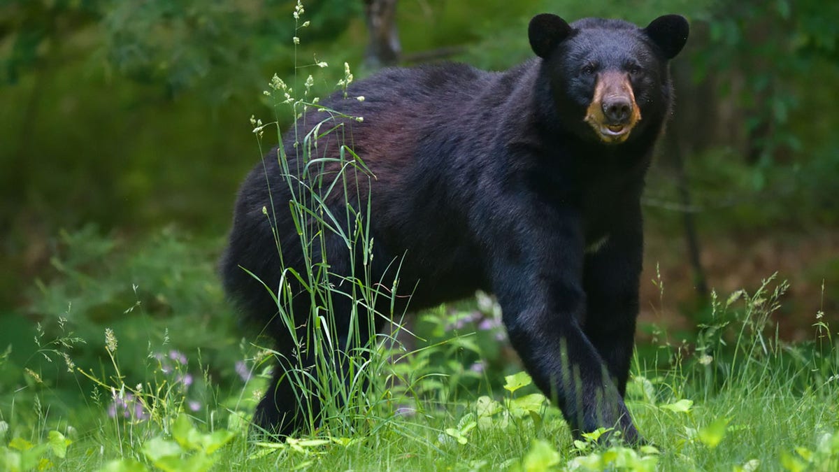 Bear in tall grass