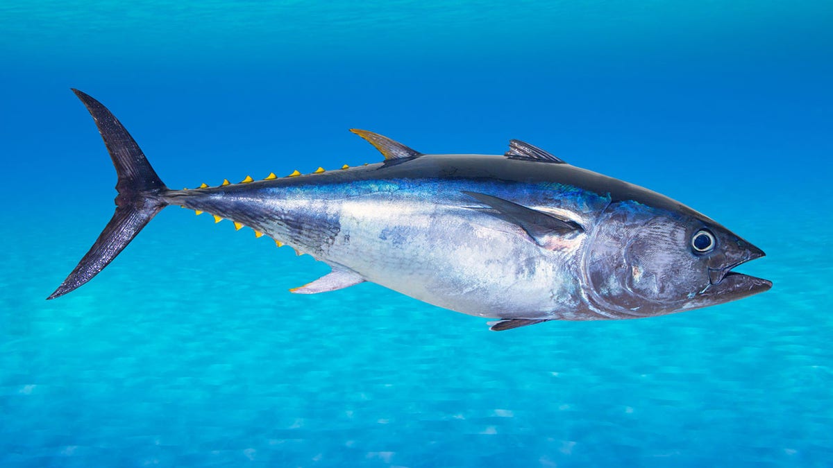 The Bluefin Tuna season isn't over yet! And when the Bluefin are gone,  we'll be right into Billfish. The Basalt Heavy Game & Valiant 1000