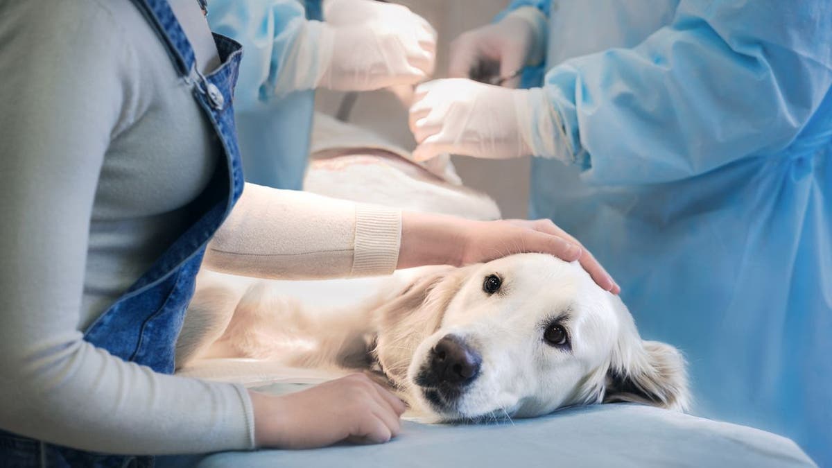 Canine influenza symptoms can include coughing, fever, general lethargy, and inappetence, according to White Mountain Animal Hospital’s doctor of veterinary medicine Ole Alcumbrac.
