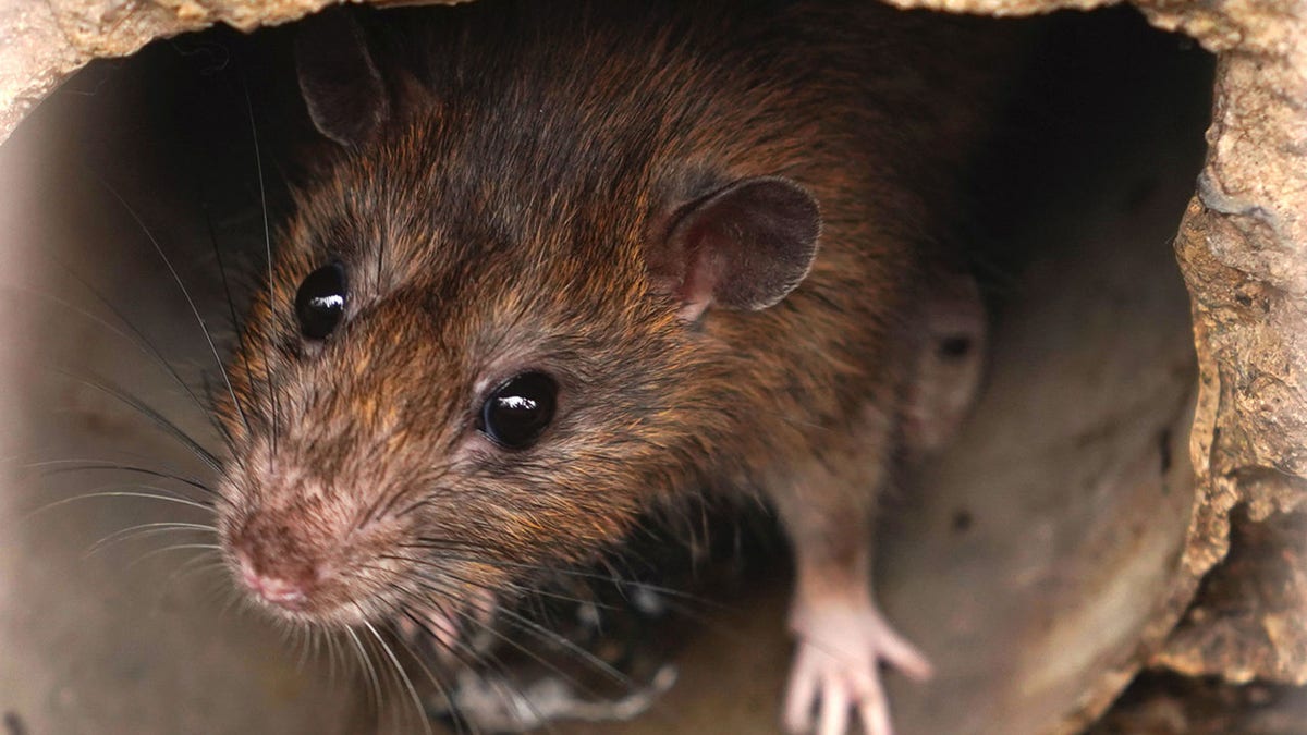 Animal activists downplay city's rat infestation, blame