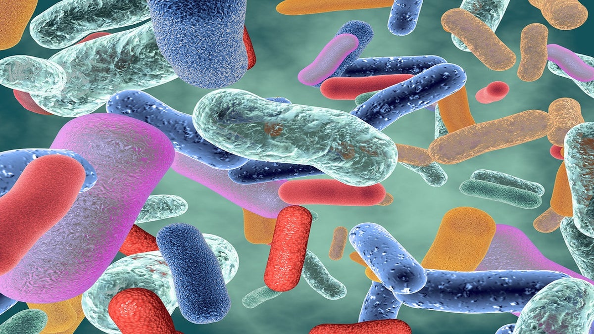 Image of bacteria, gut microbiome