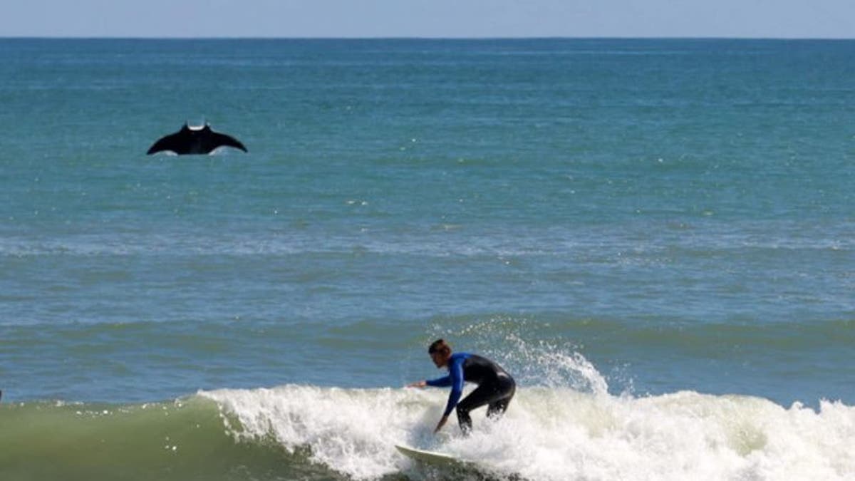 A mammoth manta ray — more than eight feet long — jumped out of the water and photobombed a surfer.