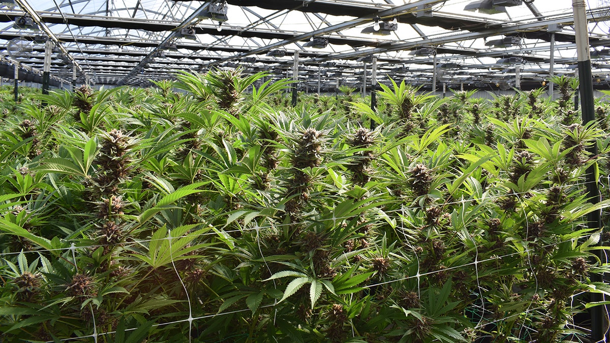 Commercial cannabis greenhouse. The Mississippi Supreme Court is set next month to hear a challenge to the state's medical marijuana legalization. 
