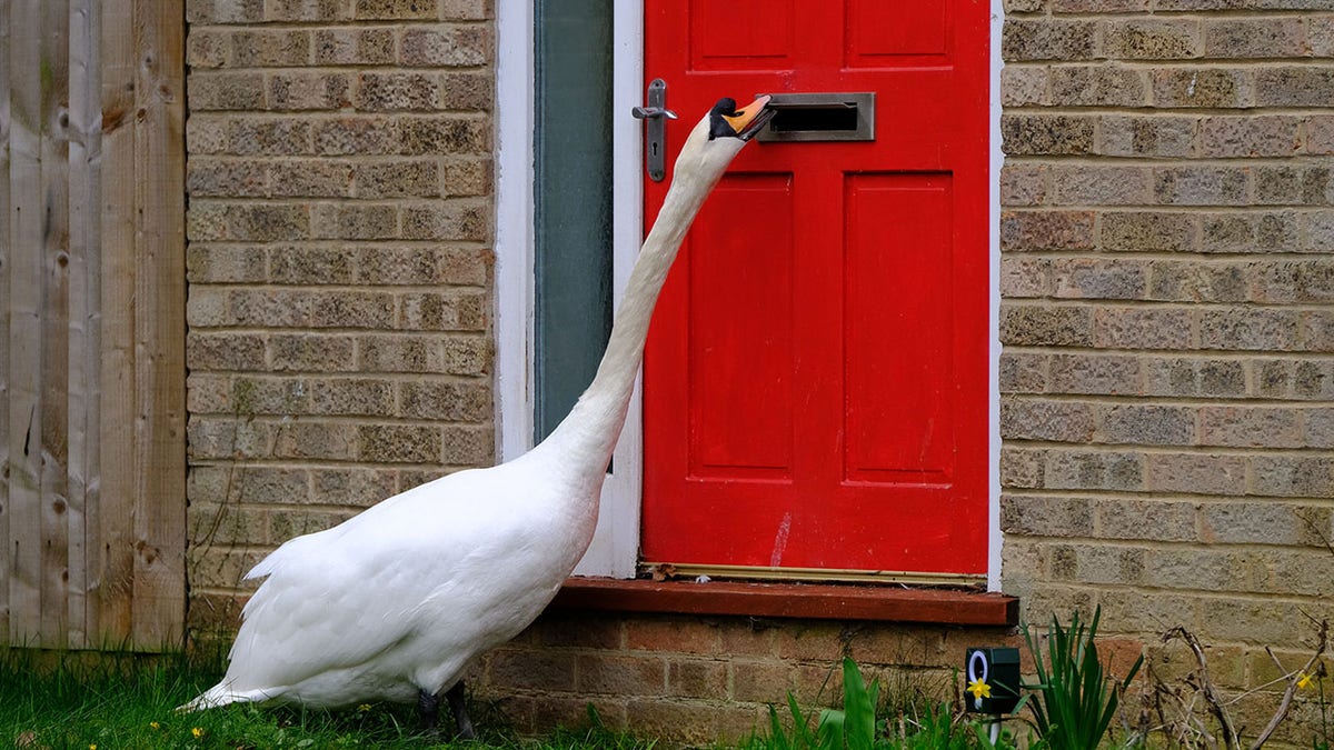Swan knocks on door