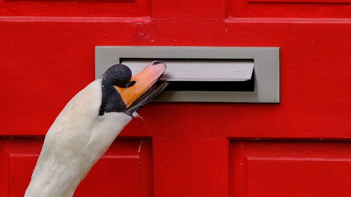 knocking swan 1