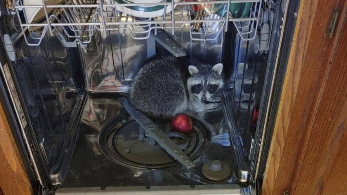 A North Ridgeville, Ohio, resident called police to their home after discovering a raccoon hiding in his dishwasher.