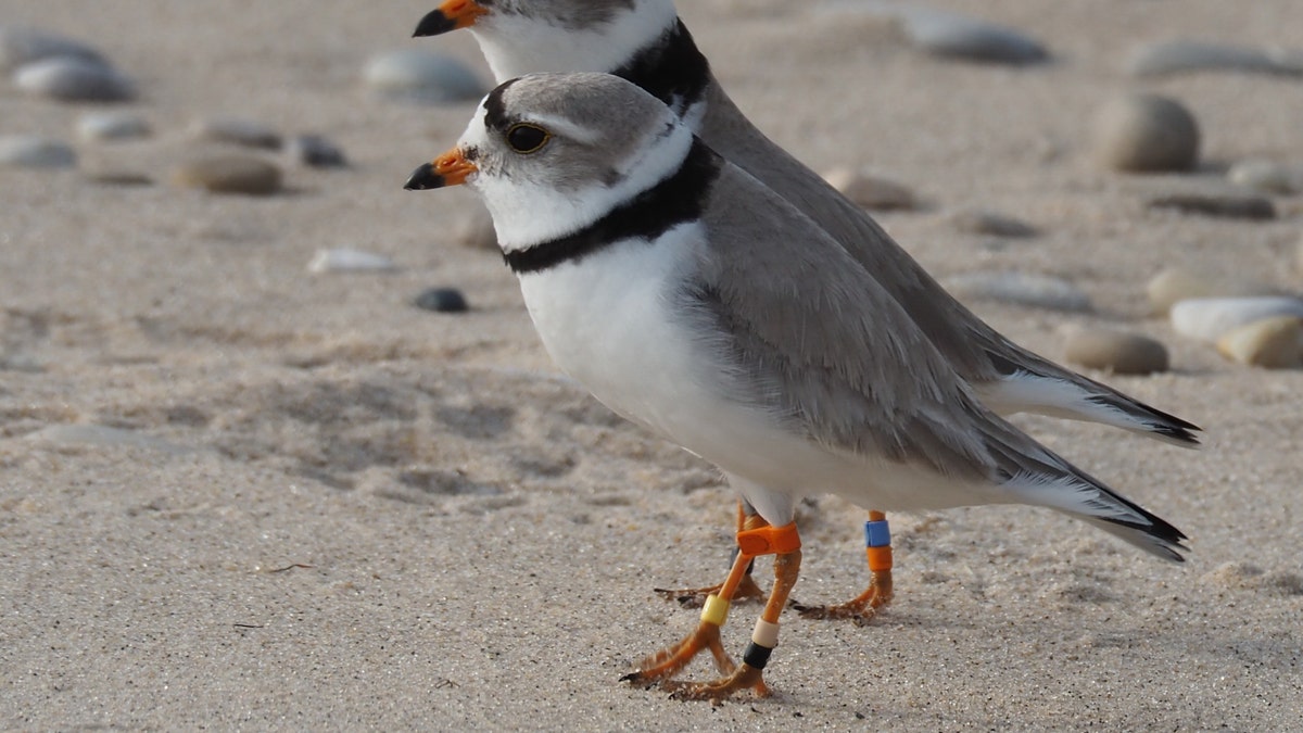 Two Piping Plover, pictured.