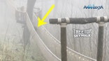 Bear visits Tennessee theme park for stroll along treetop walkway, video shows