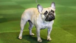 FILE - In this Feb. 16, 2015, file photo, a French bulldog competes at the Westminster Kennel Club show in New York. The French Bulldog is among the top ten popular breeds for 2020. (AP Photo/Seth Wenig, File)